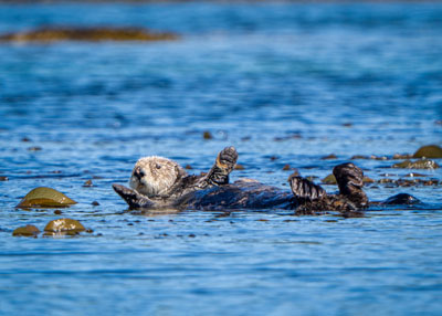 sea otter tours rumble beach fishing 2026